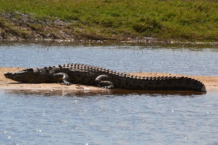 Zambezi River Sunset Cruise 2