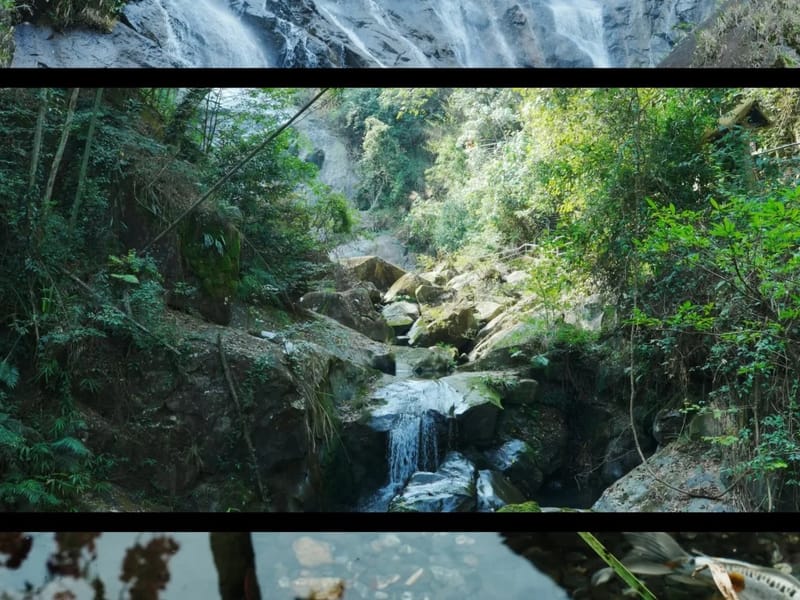 Shenzhen: Conghua Bamboo Forest & Village Private Day