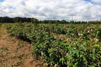 Private Rose Picking in Vrav along the Danube 5
