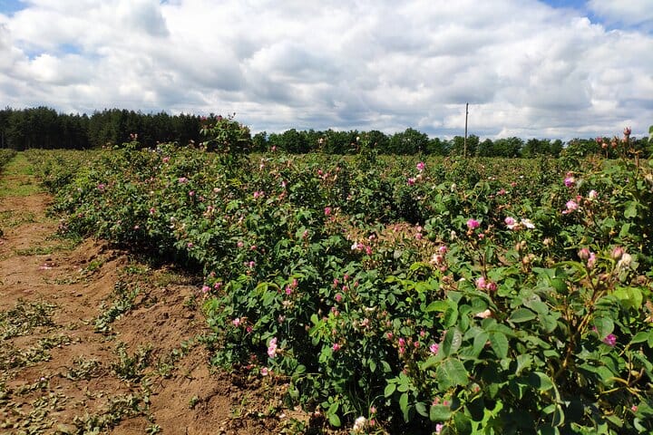 Private Rose Picking in Vrav along the Danube 5