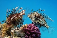 Full Day Coral Garden Snorkeling &amp; Diving with Lunch : Marsa Alam