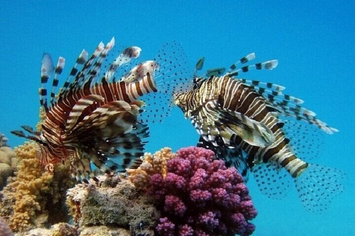 Full Day Coral Garden Snorkeling & Diving with Lunch : Marsa Alam
