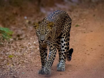 Leopard-Safari-in-Yala-2