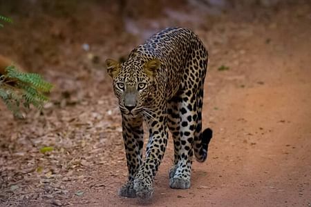 Yala National Park Leopard Safari: Unforgettable Wildlife Adventure from Galle