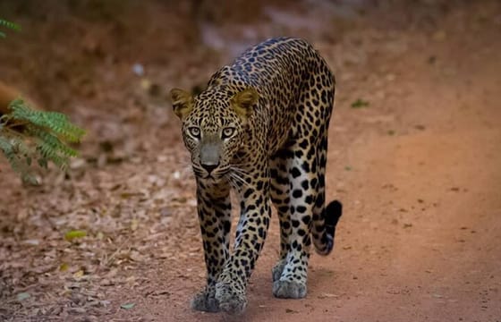 Leopard Safari In Yala National Park From Galle