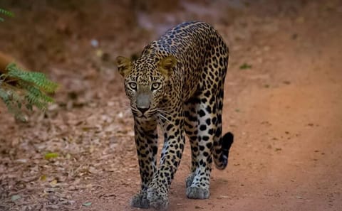 Leopard Safari Tour in Yala National Park from Galle