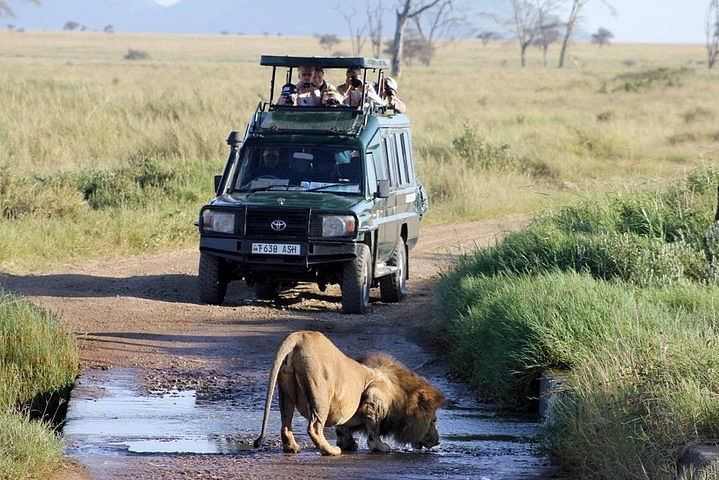 Masai Mara & Lake Naivasha Luxury Safari: Wildlife, Culture & Adventure