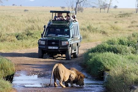 Masai Mara & Lake Naivasha Luxury Safari: Wildlife, Culture & Adventure