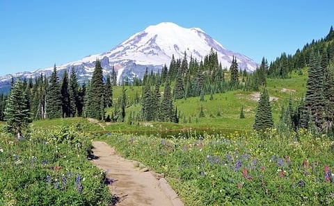 Private Full-Day SUV Tour of Mt Rainier National Park