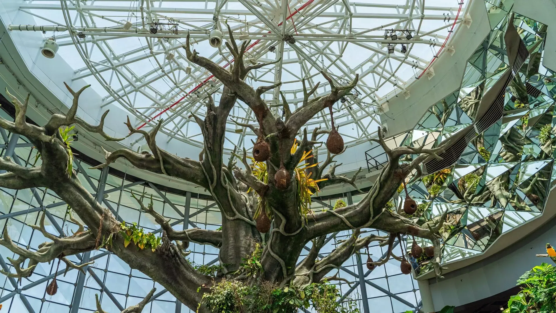 The bare upper branches of the great indoor tree against the glass roof of the bio-dome at The Green Planet Dubai