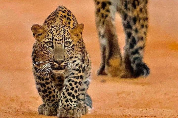 The Sacred Sri Lanka 4 Nights | 5 Days