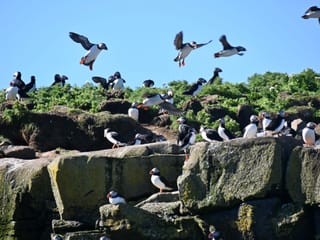 Reykjavík Classic Puffin Watching, photo 15