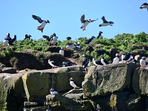 Reykjavík Classic Puffin Watching, photo 15