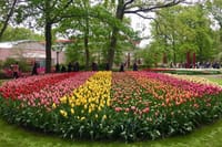 Private Day Tour of Tulips and Windmills Including a Pancake Lunch 1