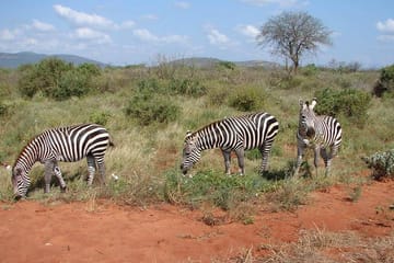 Tsavo East National Park Wildlife Safari Day Trip from Mombasa