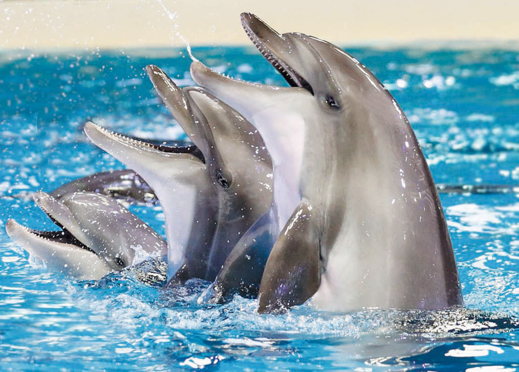 offer in dolphin show tickets with tour visionary