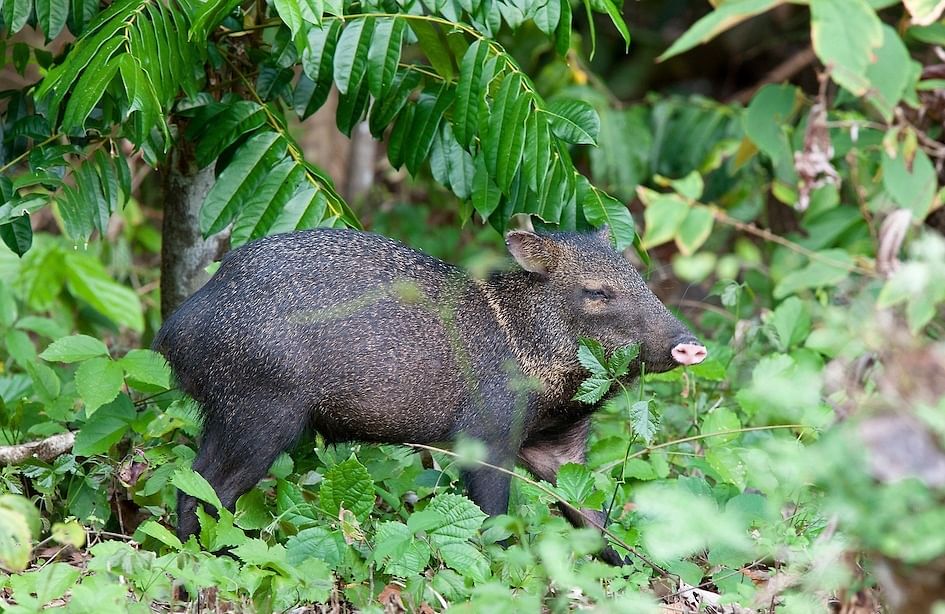 Hacienda Baru Wildlife & Portalon Waterfall Tour from Manuel Antonio