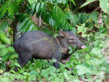 Wildlife Nature Tour at Hacienda Baru near Quepos, Costa Rica