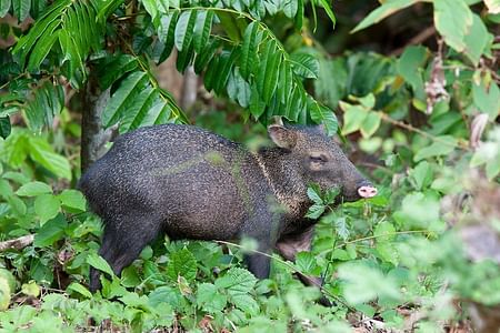 Hacienda Baru Wildlife & Portalon Waterfall Tour from Manuel Antonio