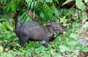 Hacienda Baru Wildlife Nature Tour from Manuel Antonio