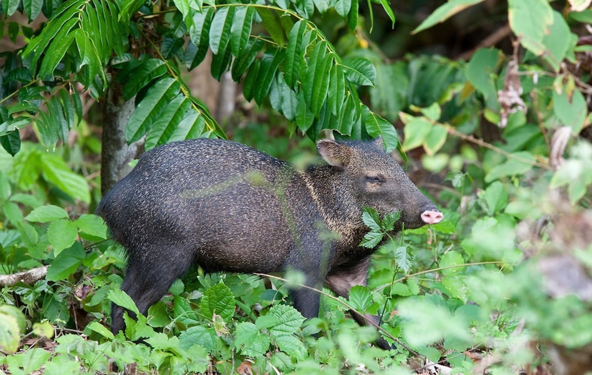 Wildlife Nature Tour at Hacienda Baru near Quepos, Costa Rica