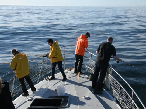 Reykjavík Sea Angling Gourmet, photo 5