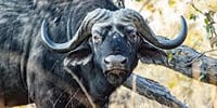 Savuti: 3 Day Mobile Safari with Safari River Cruise in Chobe River 6