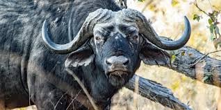 Savuti: 3 Day Mobile Safari with Safari River Cruise in Chobe River 6