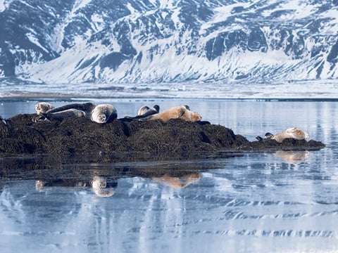 Snæfellsnes Peninsula in a small group tour with home-cooked meal included, photo 21