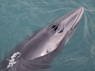 Húsavík: Small-Family Run, Responsible Whale Watching, photo 12