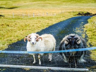 Vestmannaeyjar Private Day Tour, photo 8