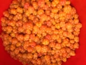 Goods of the Forest – Picking Trip of the Season’s Berries or Mushrooms, 3 Hours 7