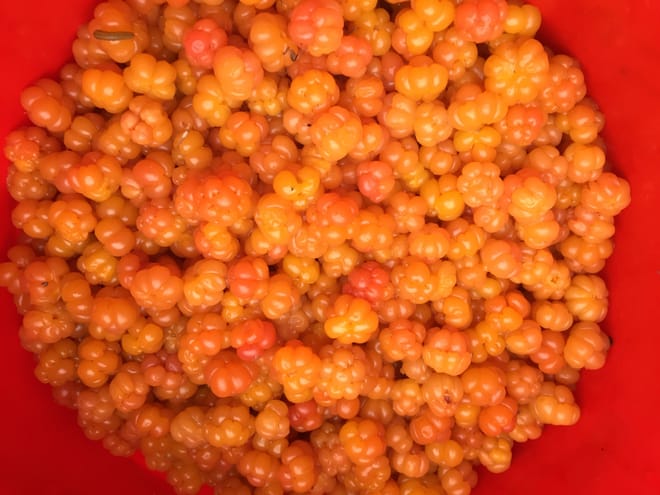 Goods of the Forest – picking trip of the season’s berries or mushrooms, 3 hours (Private Tour) 7