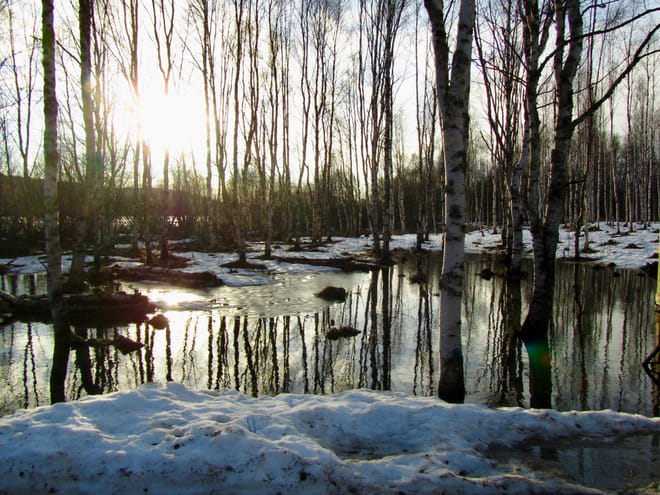 Arctic Nature Awakens (3 Hours) photo 6