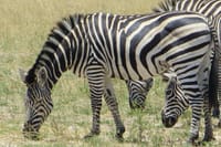 Zebras