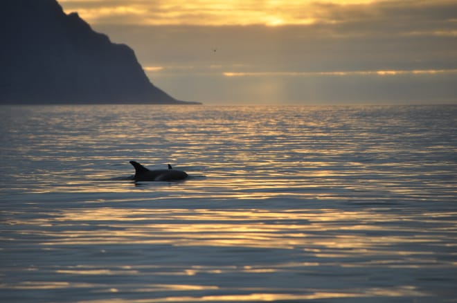 Akureyri Express Whales in the Midnight Sun 6
