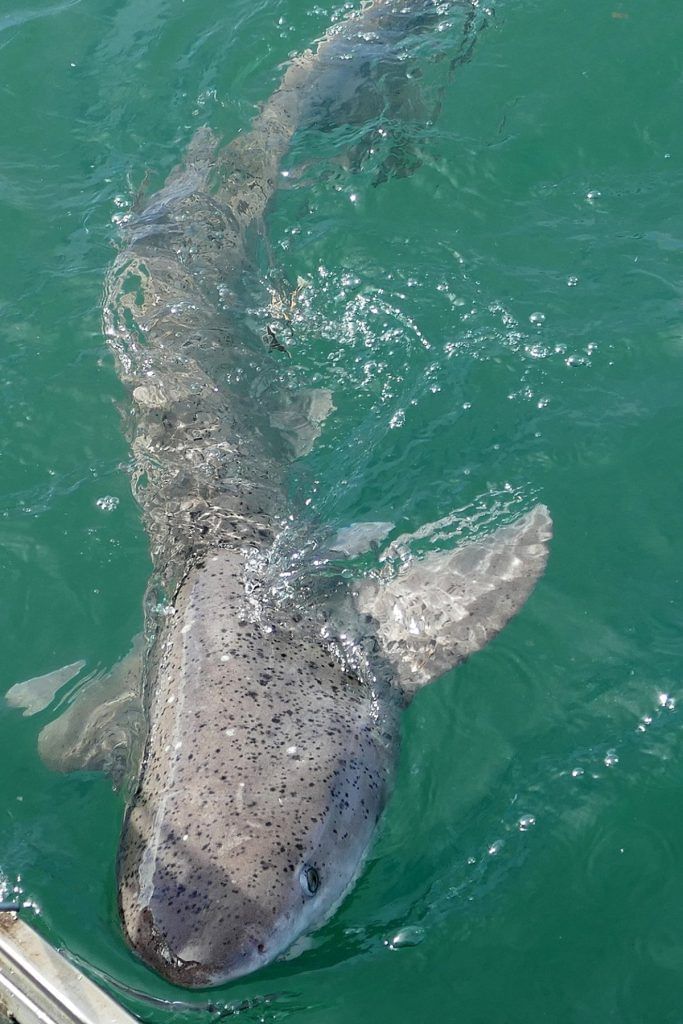Encounter unique shark species like the broadnose sevengill shark.