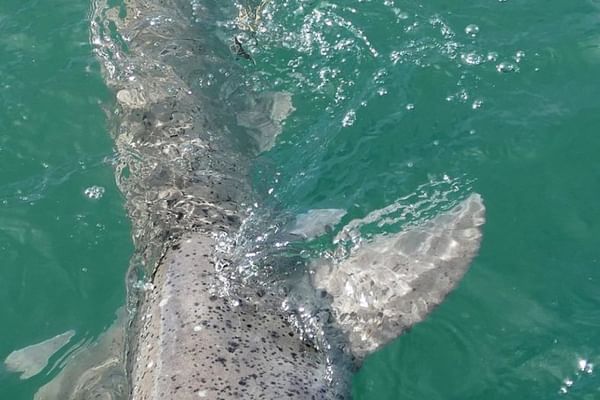 Encounter unique shark species like the broadnose sevengill shark.