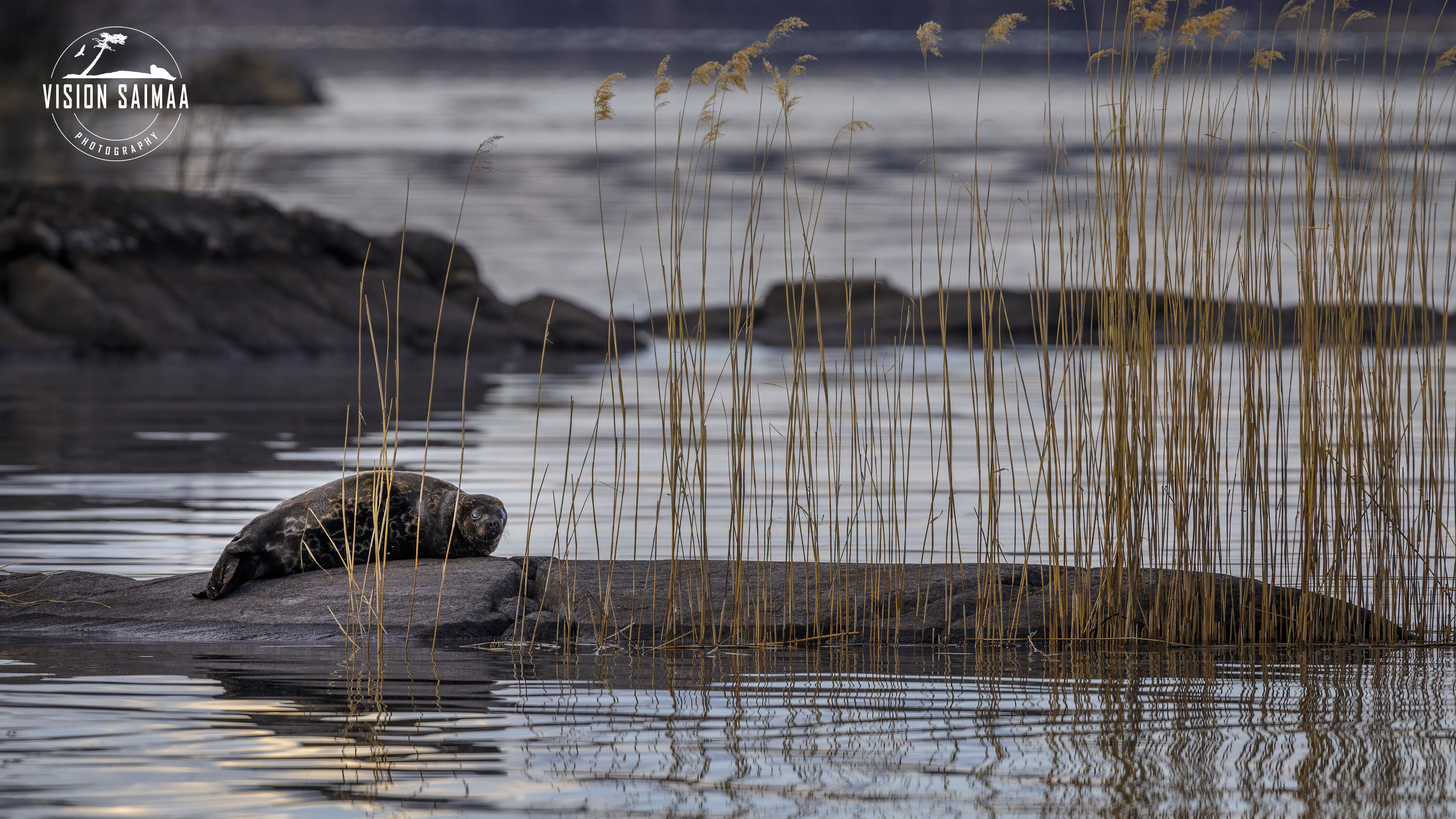 Saimaa ringed seal sitting on rock