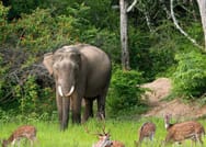 Wilpattu Safari Experience From Kandy 8
