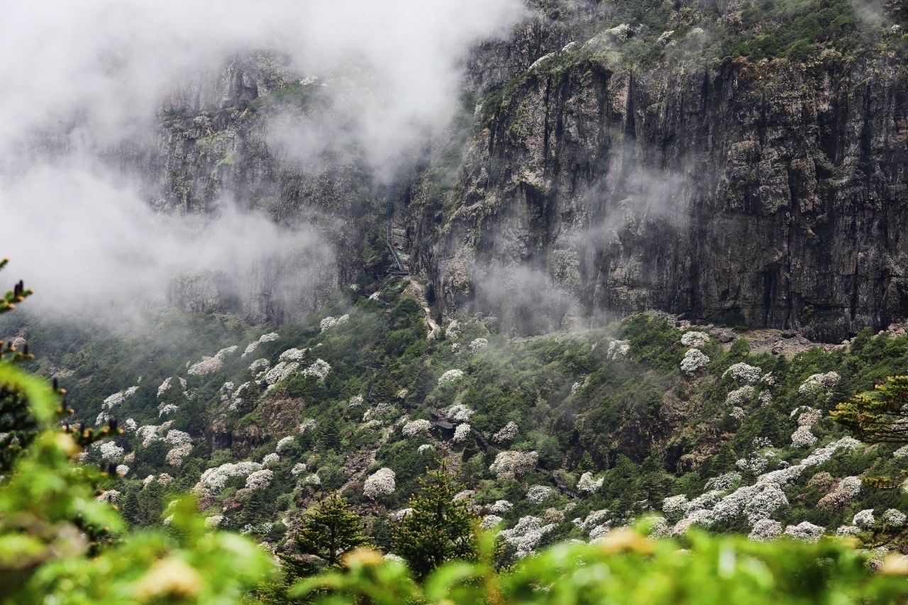 Jiaozi Moutain Alpine rhododendrons
