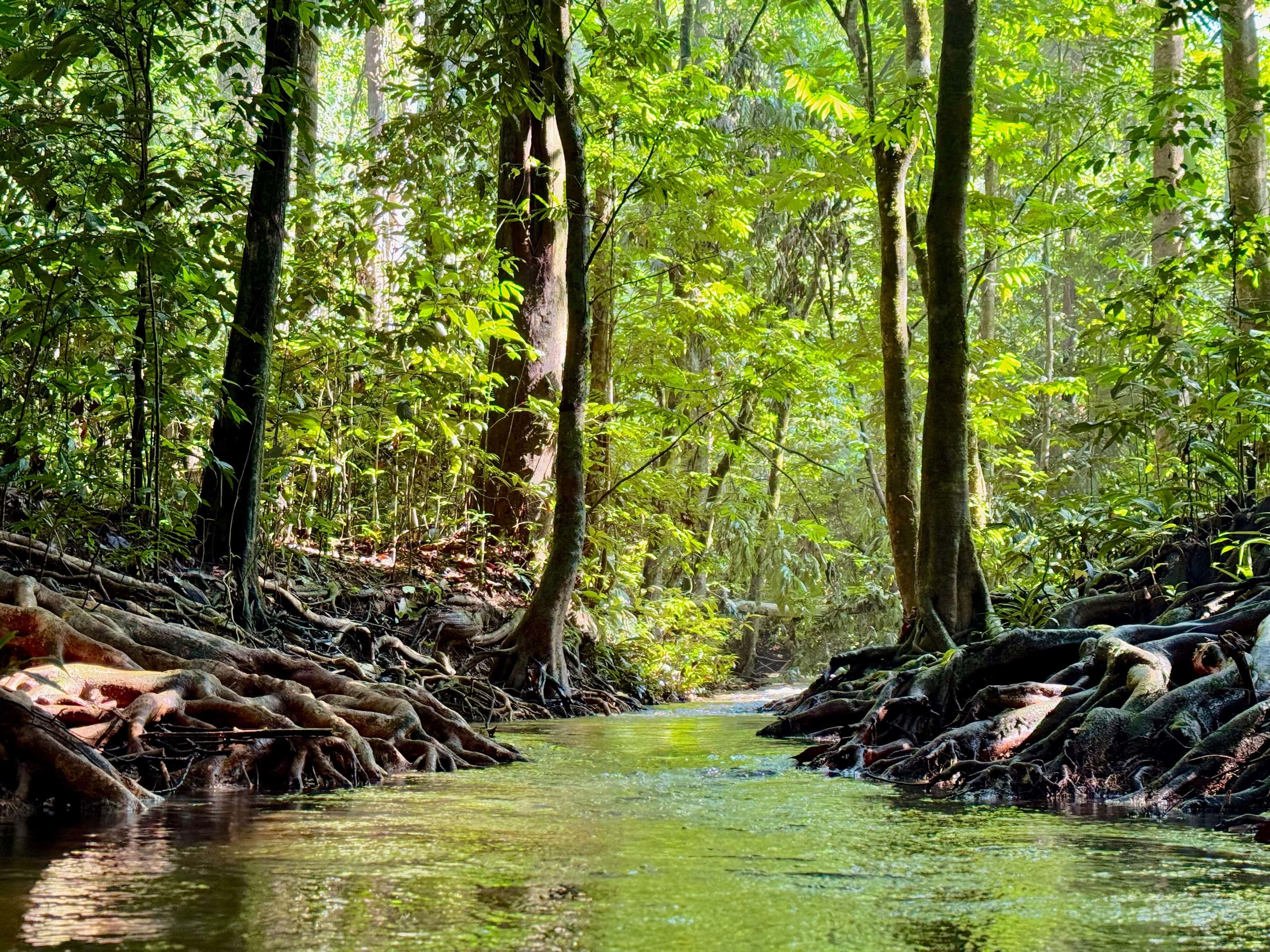 A serene jungle stream flows between large trees with exposed root systems in a lush Malaysian rainforest. 