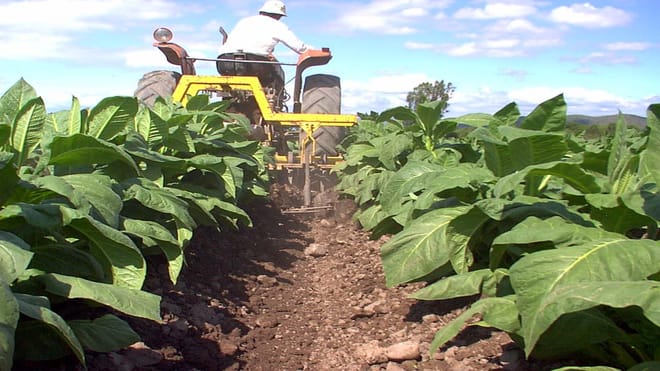 Tobacco Route Full Day Tour from Salta 4