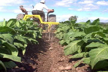 Tobacco Route Cultural Tour in La Viña from Salta