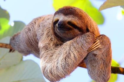 Zipline, Sloths & Monkeys Cruise Family Adventure