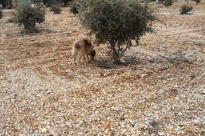 Perro trufero consiguiendo su trofeo