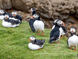 Vestmannaeyjar Day Tour, photo 14