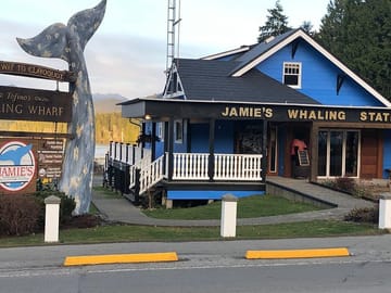 Tofino Whale watching