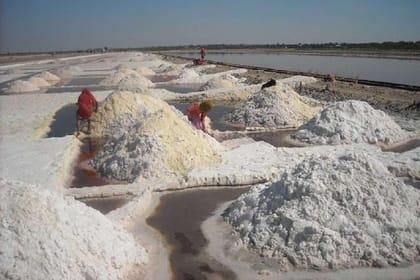 Sambhar Salt Lake day tour from Jaipur