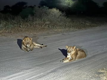 Night Game Drive at Nairobi National Park